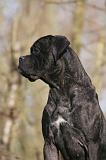 CANE CORSO 1417
